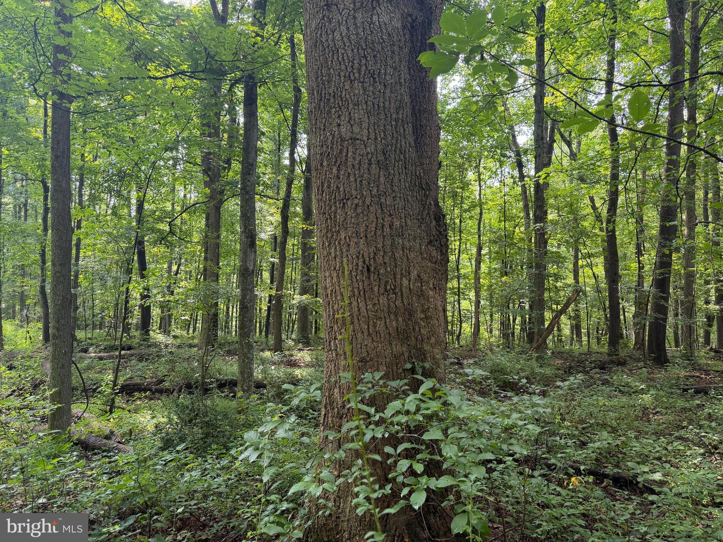 107+/- Acres Schenck Rd Property Photo 37