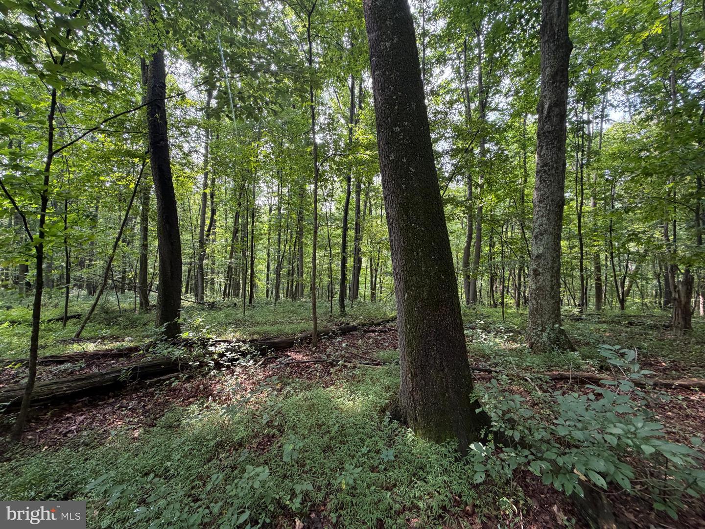 107+/- Acres Schenck Rd Property Photo 38