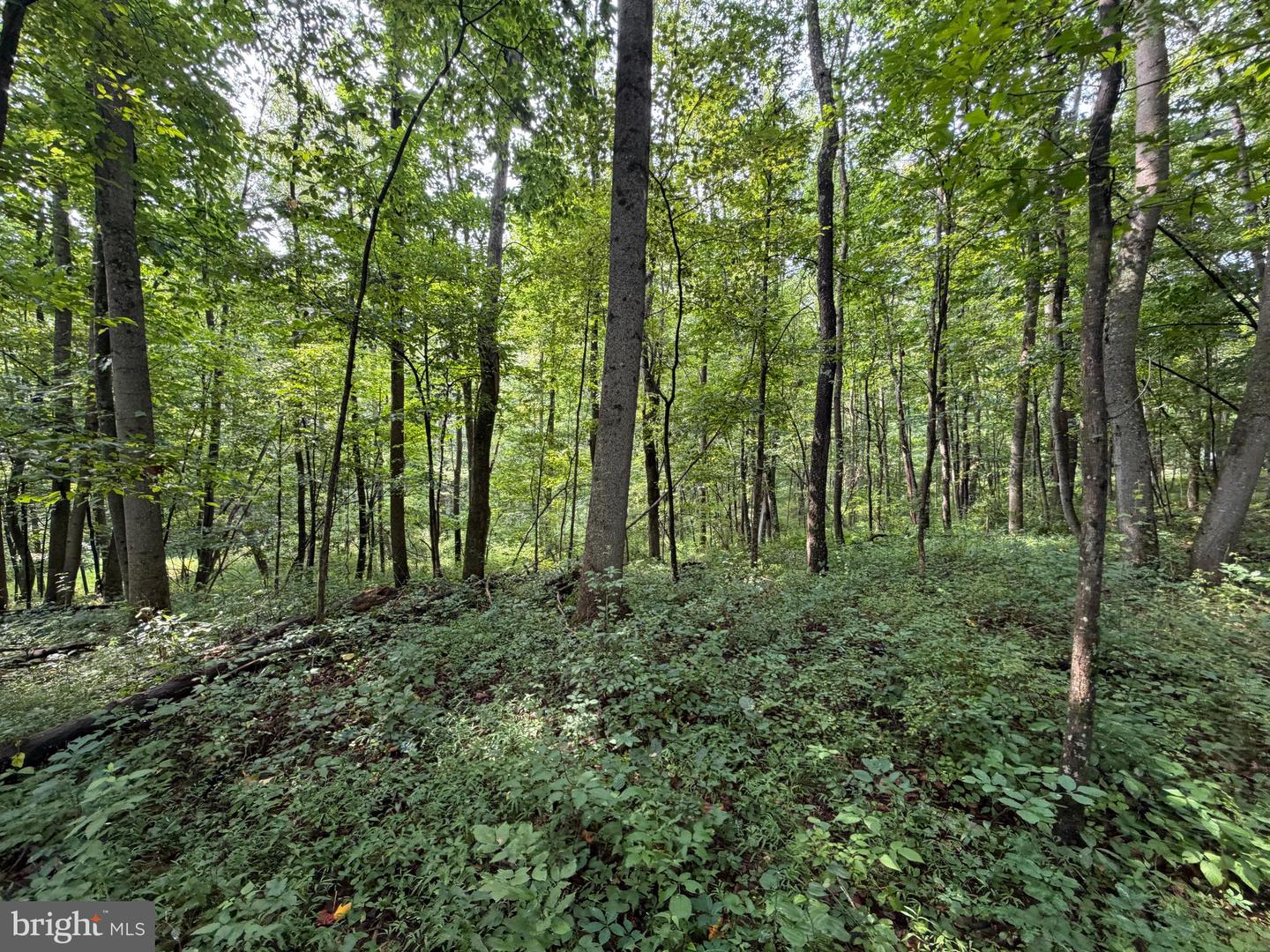 107+/- Acres Schenck Rd Property Photo 39