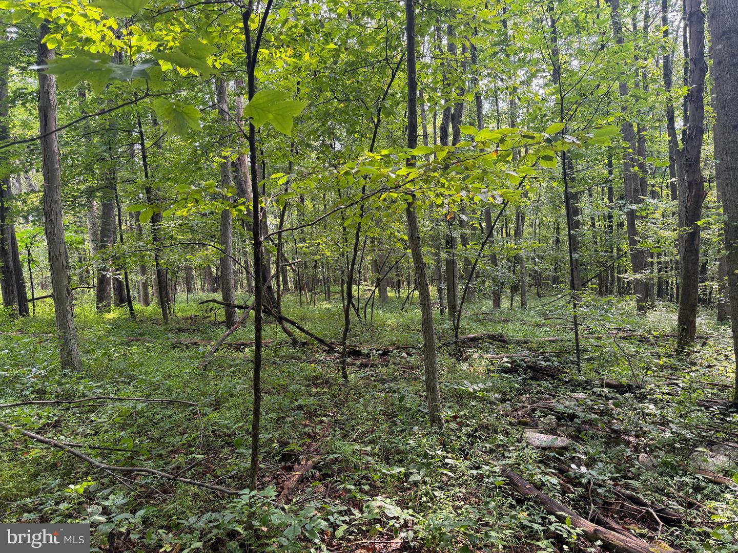 107+/- Acres Schenck Rd Property Photo 40