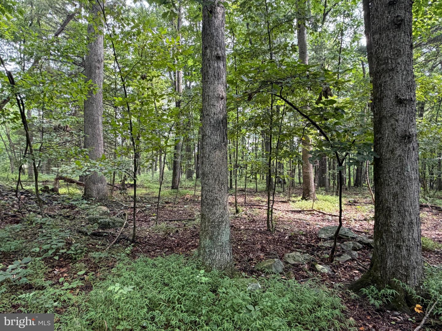 107+/- Acres Schenck Rd Property Photo 41