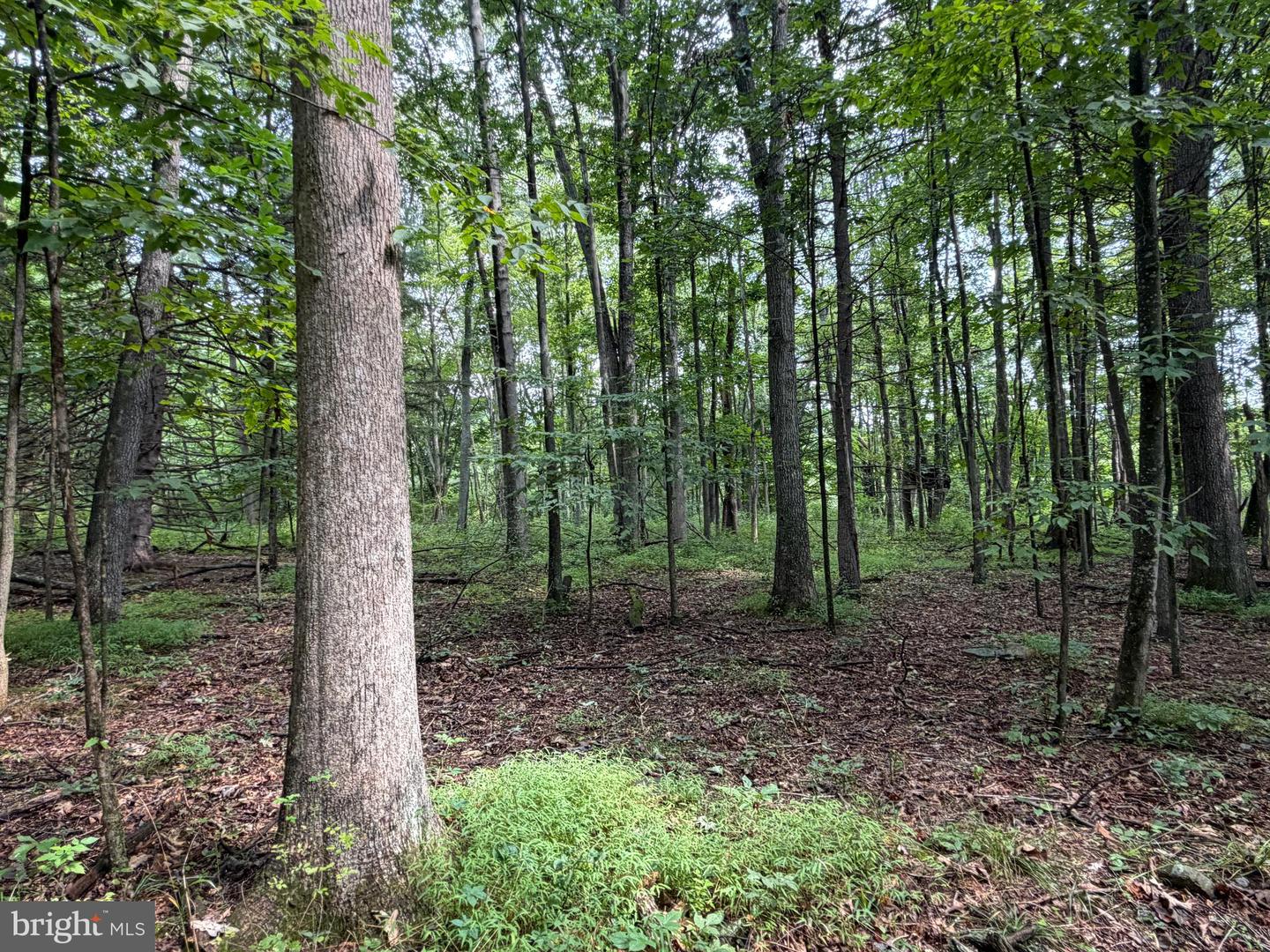107+/- Acres Schenck Rd Property Photo 42
