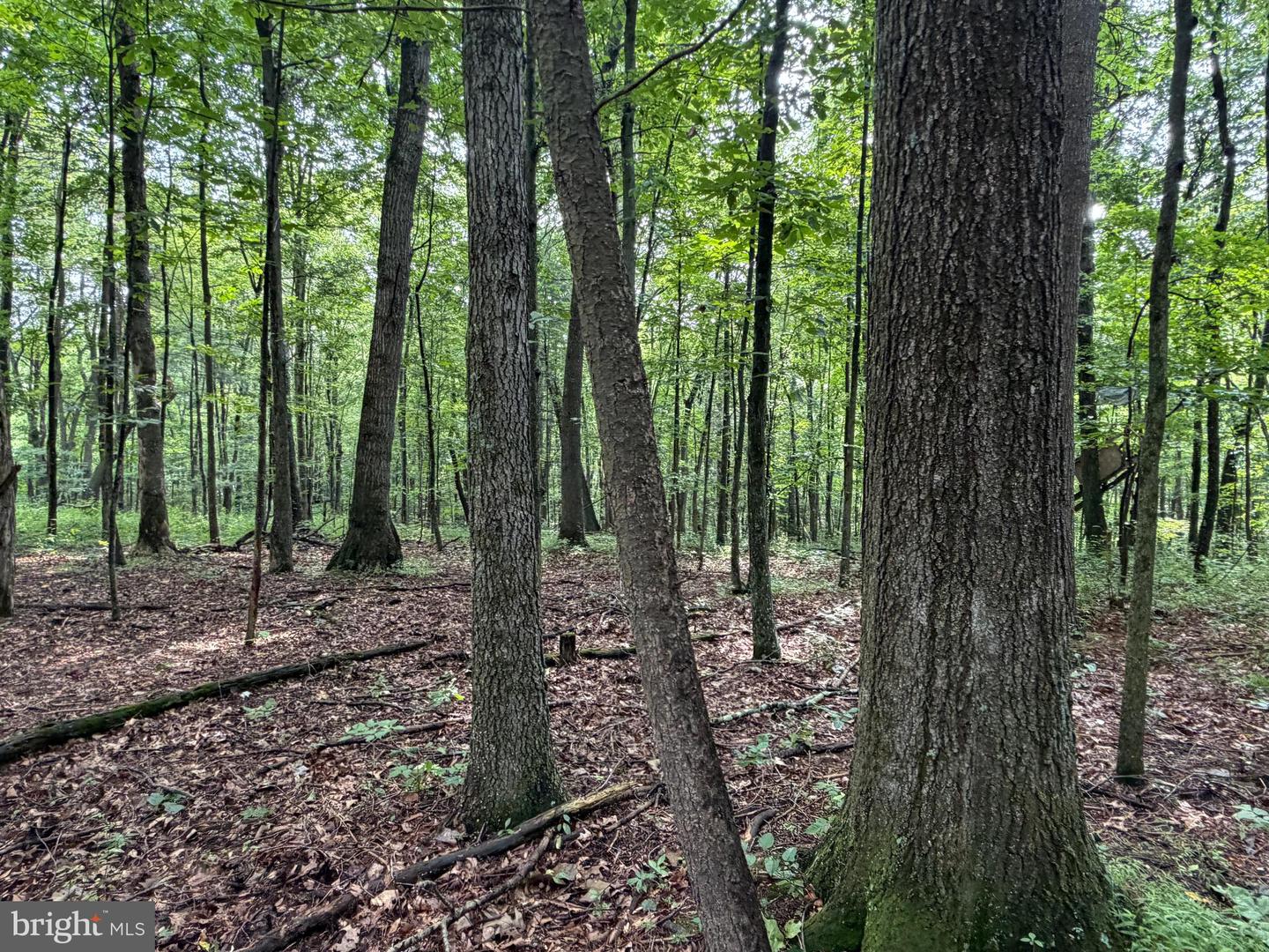 107+/- Acres Schenck Rd Property Photo 43