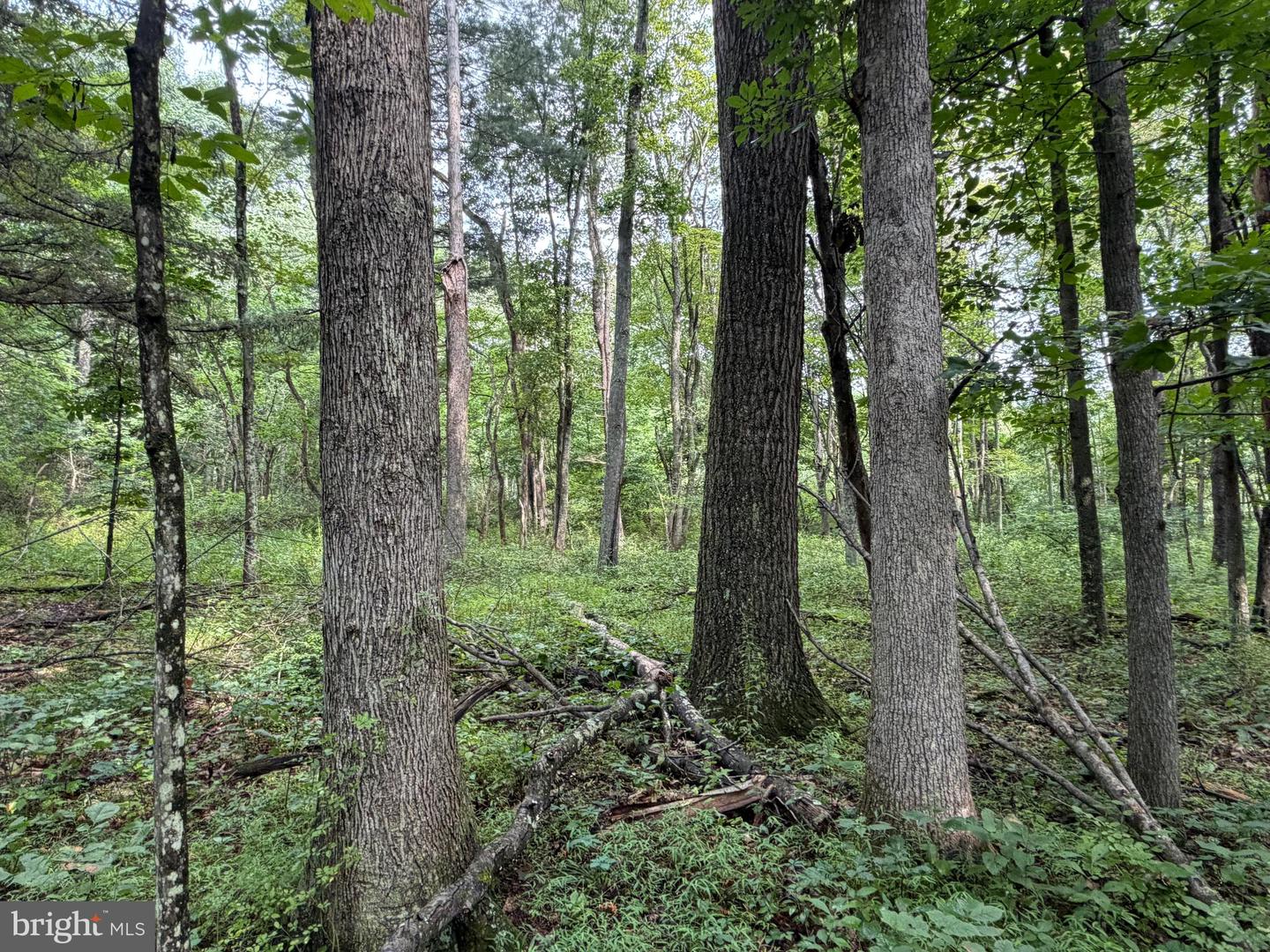107+/- Acres Schenck Rd Property Photo 44