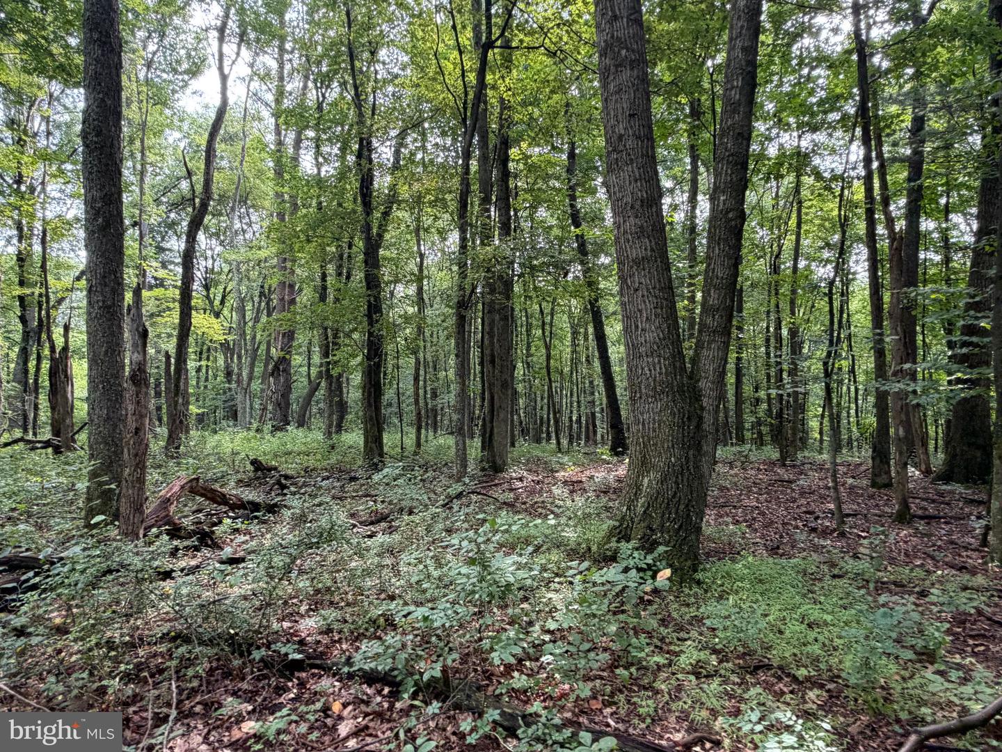 107+/- Acres Schenck Rd Property Photo 45