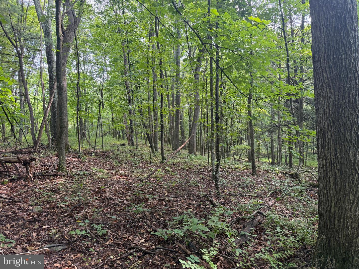 107+/- Acres Schenck Rd Property Photo 47