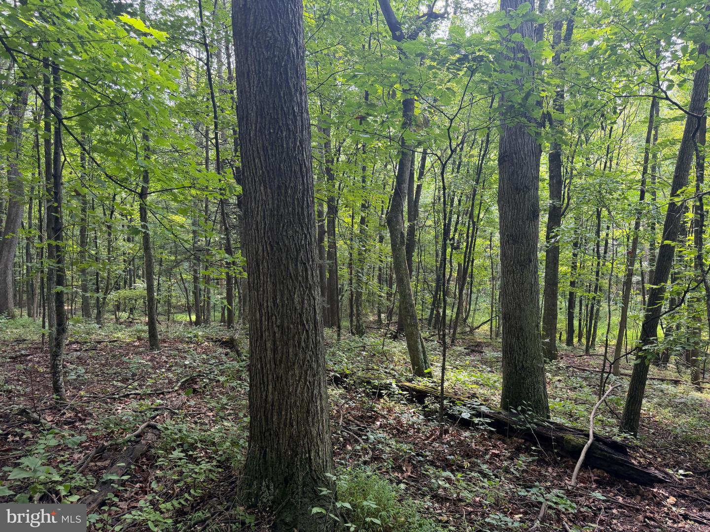 107+/- Acres Schenck Rd Property Photo 48