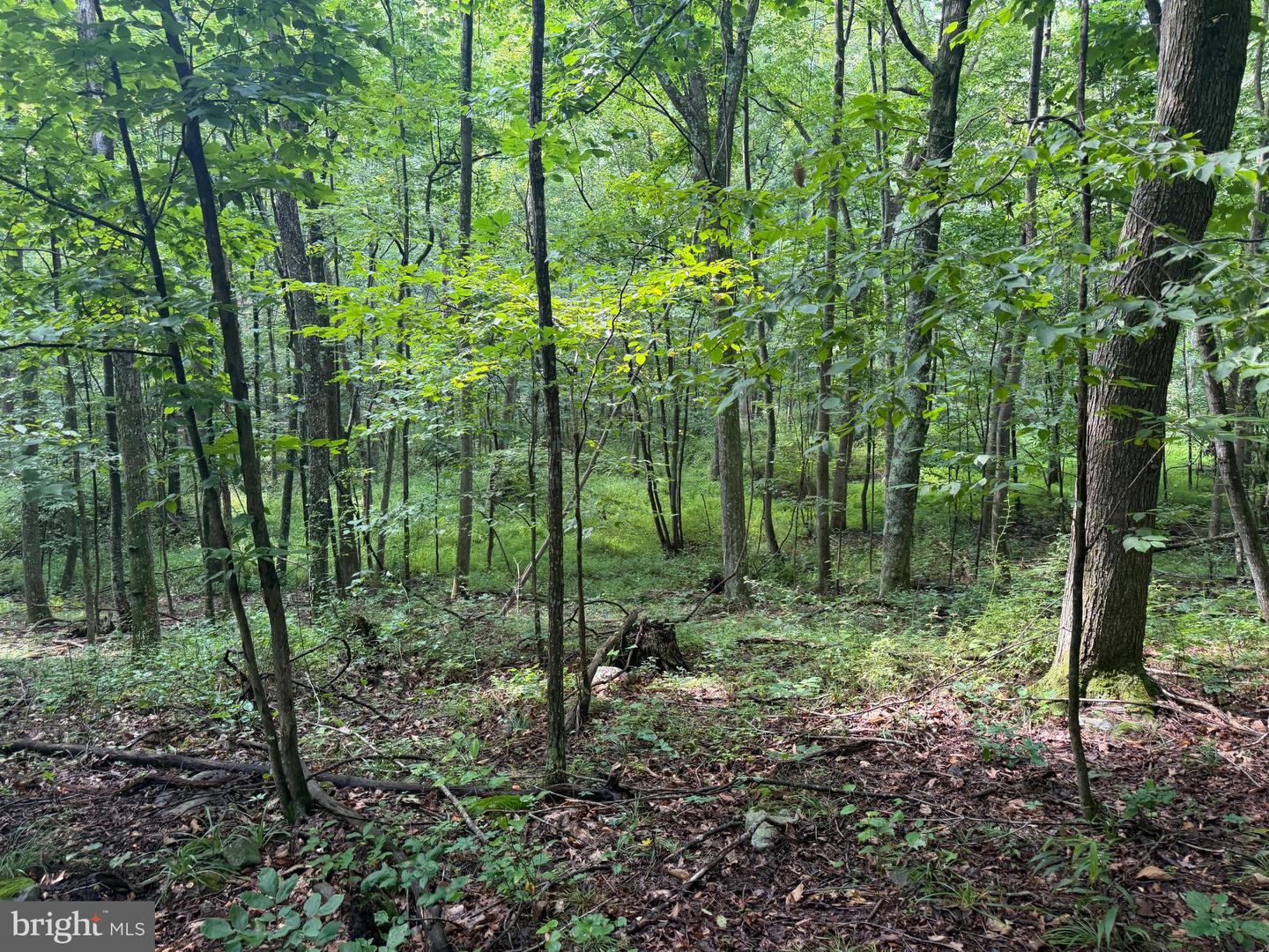 107+/- Acres Schenck Rd Property Photo 49