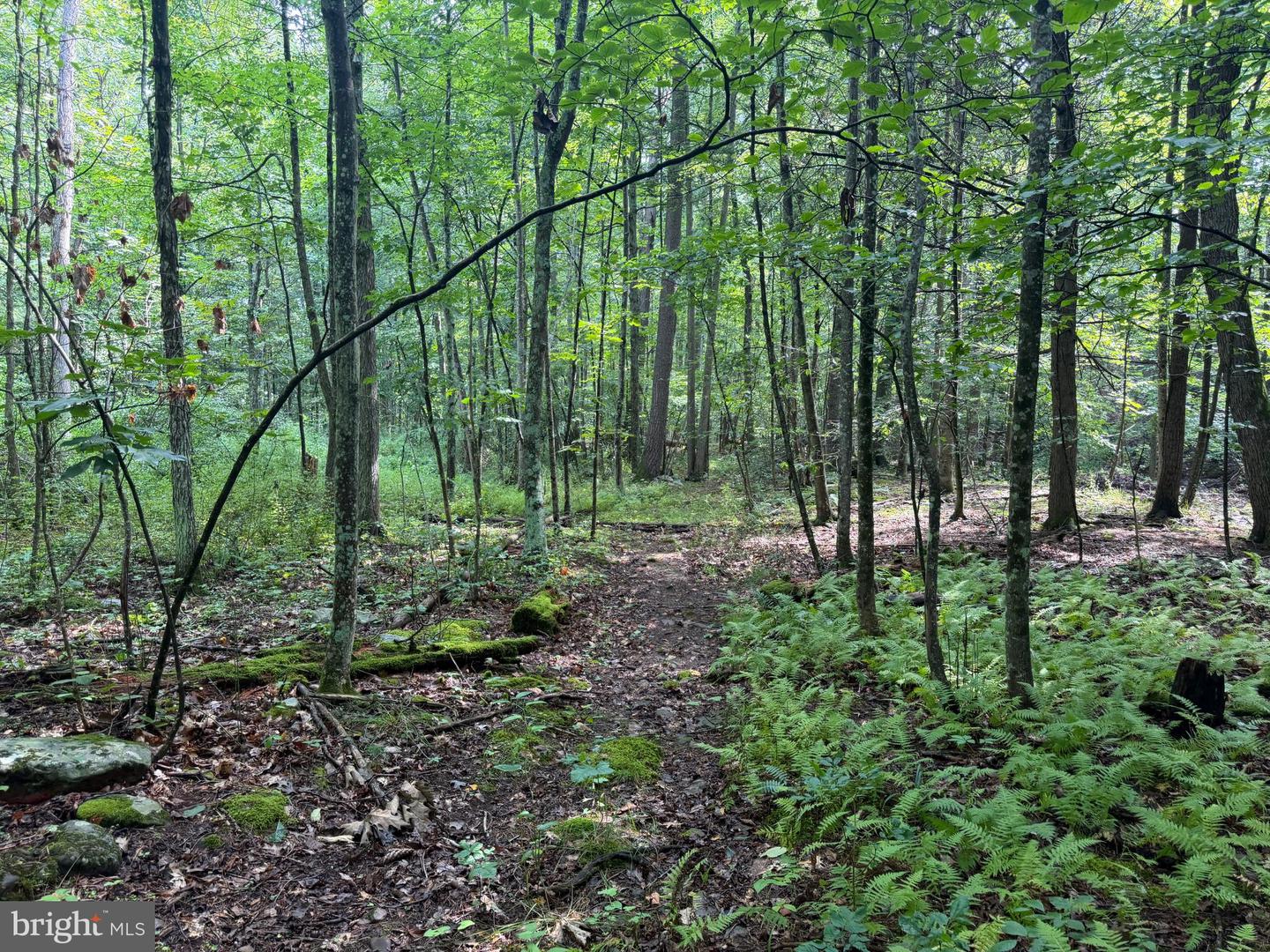 107+/- Acres Schenck Rd Property Photo 50