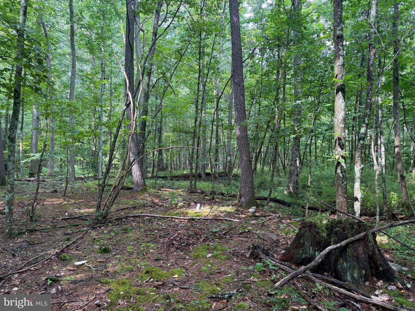 107+/- Acres Schenck Rd Property Photo 51