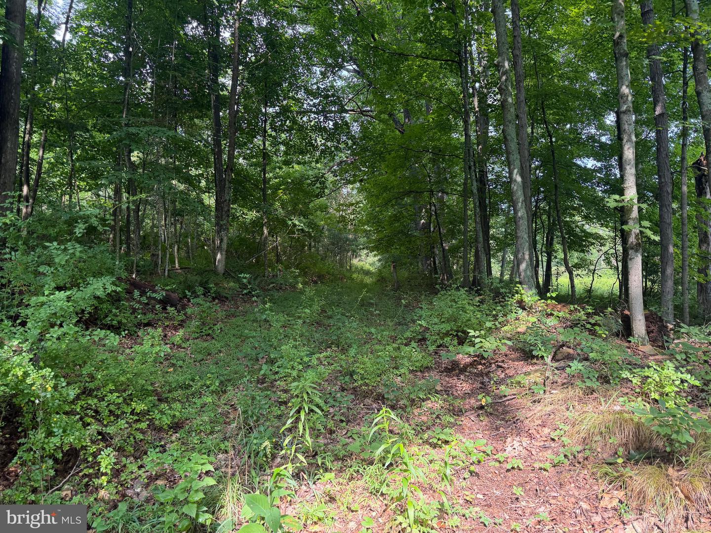 107+/- Acres Schenck Rd Property Photo 52
