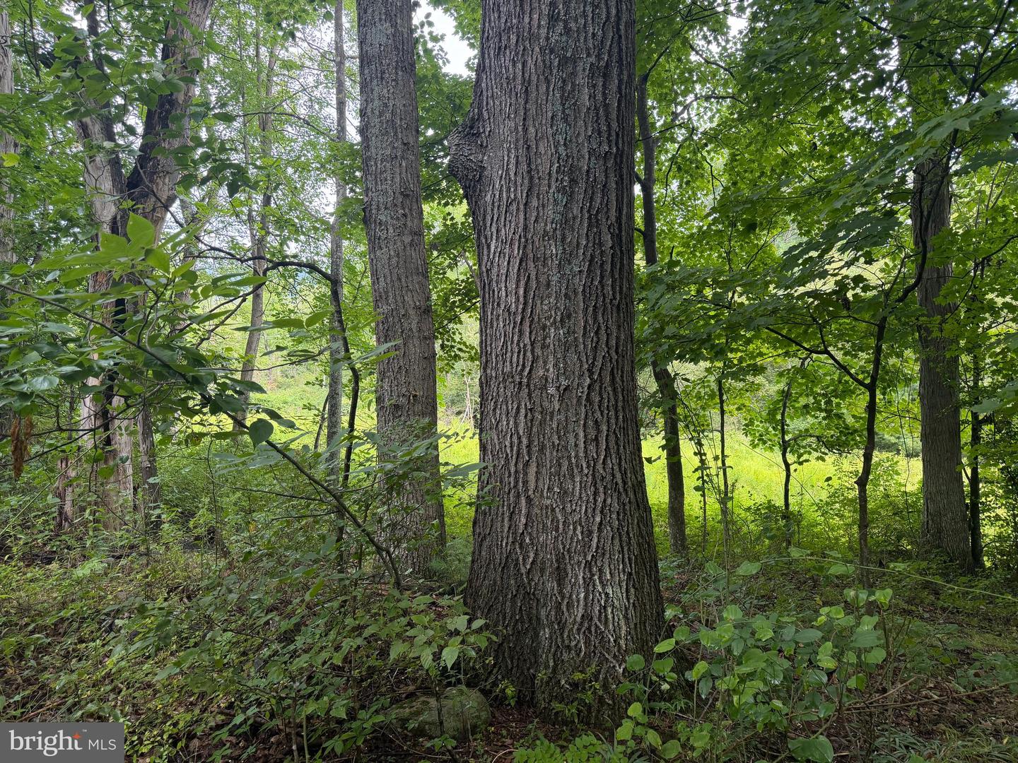 107+/- Acres Schenck Rd Property Photo 54