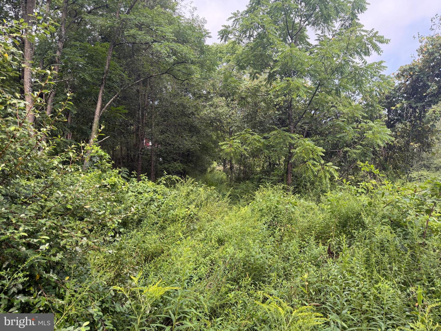 107+/- Acres Schenck Rd Property Photo 57