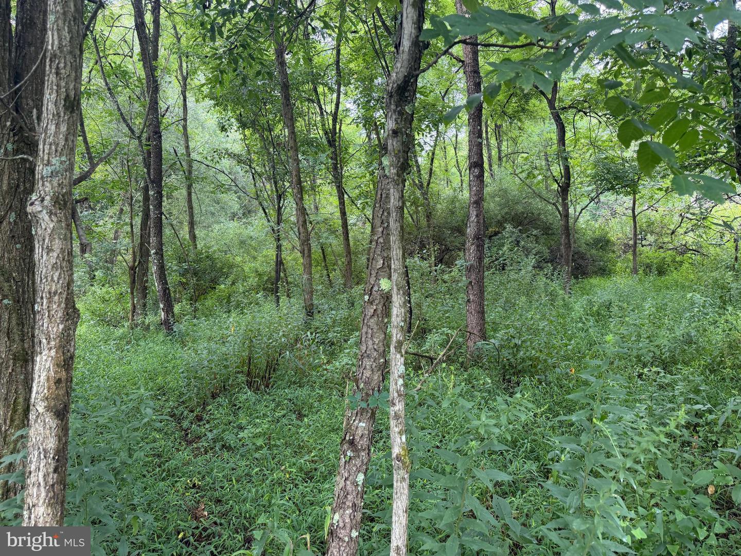 107+/- Acres Schenck Rd Property Photo 60
