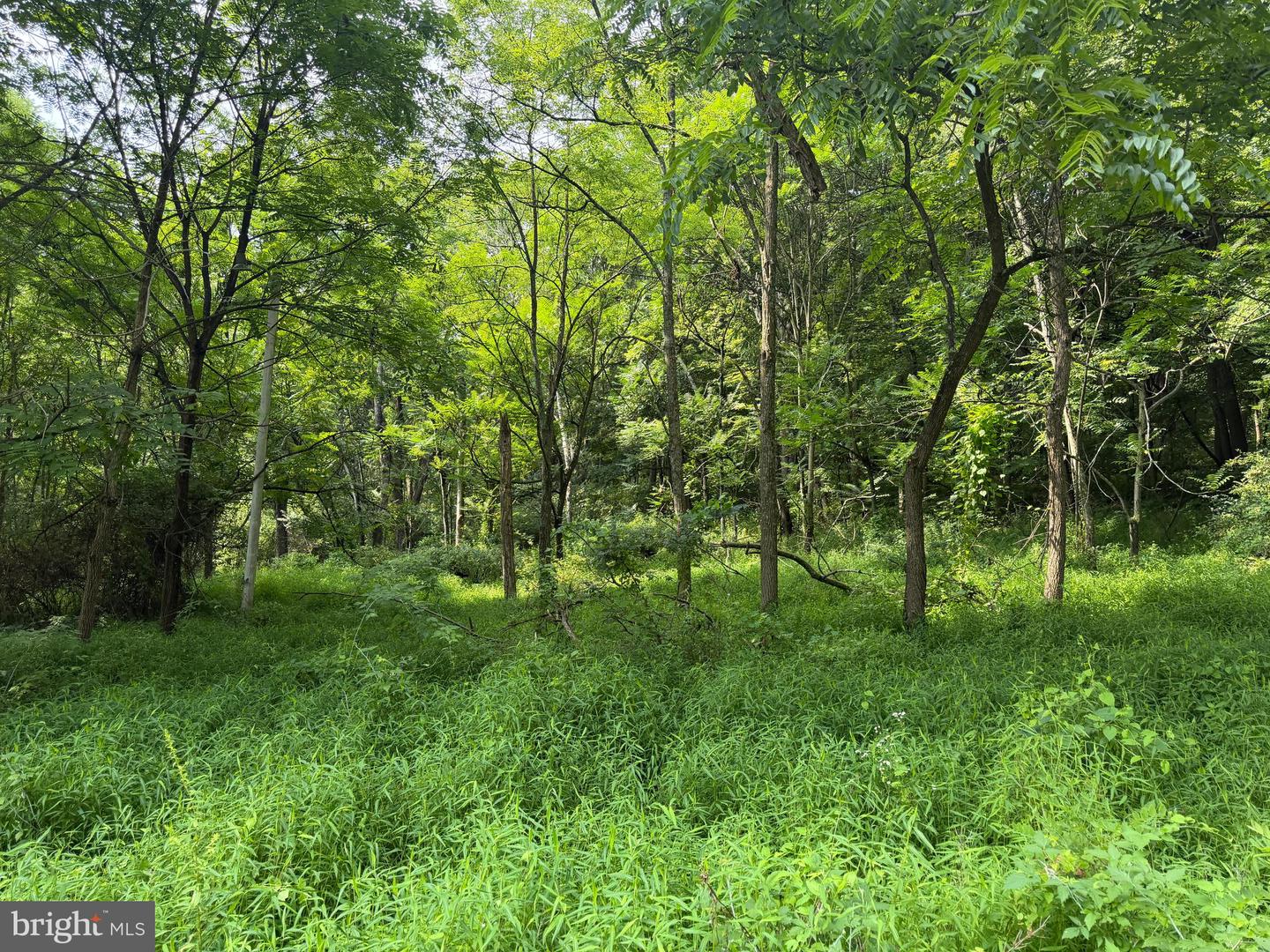 107+/- Acres Schenck Rd Property Photo 70