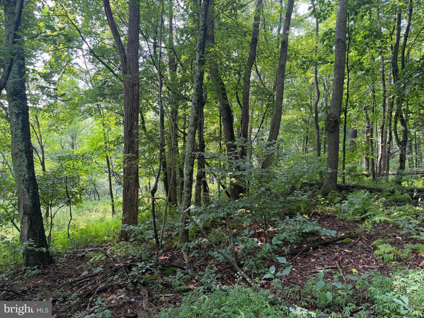 107+/- Acres Schenck Rd Property Photo 73