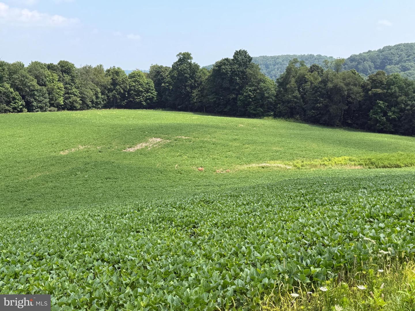 131.5+/- Acres At 361 Caney Valley Rd Property Photo 39