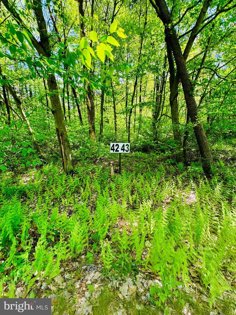 Lot: 42 Paradise Point Property Photo 2