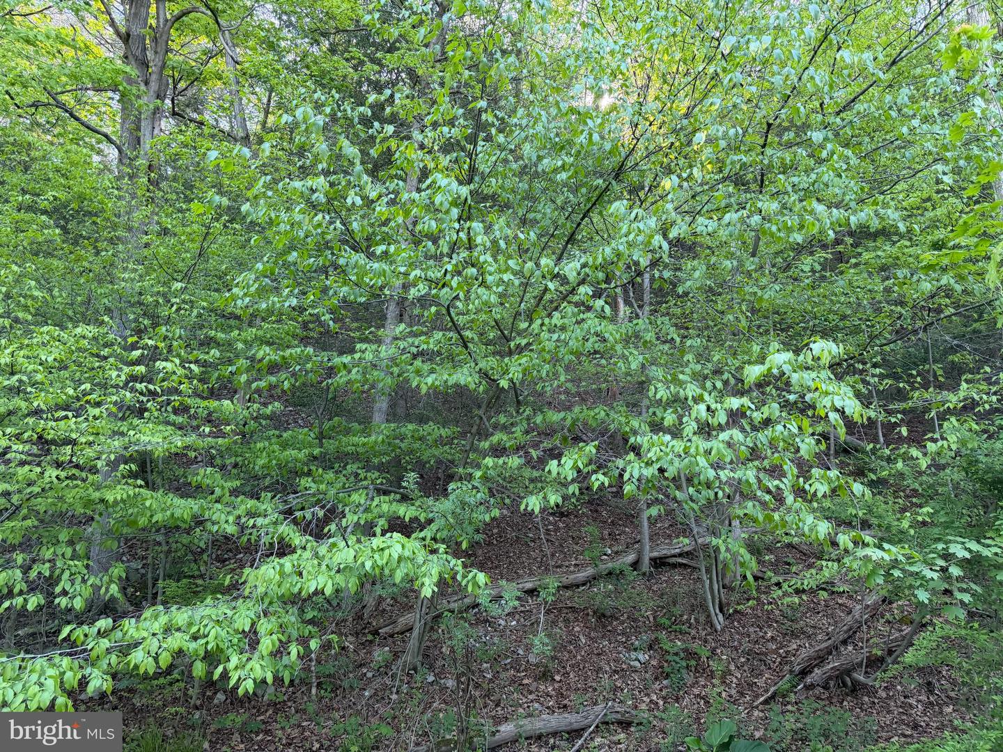 Tract 1: 142.55+/- Acres William Penn Highway Property Photo 11