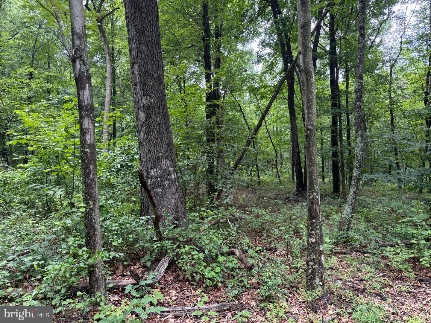 17147 Surgar Run Property Photo 149