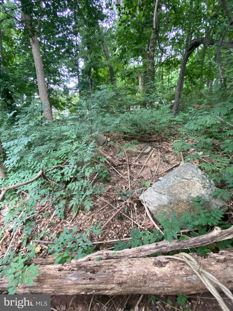 811 Forrest St Property Photo 6