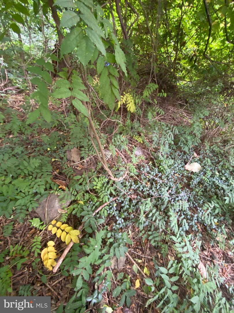 811 Forrest St Property Photo 9