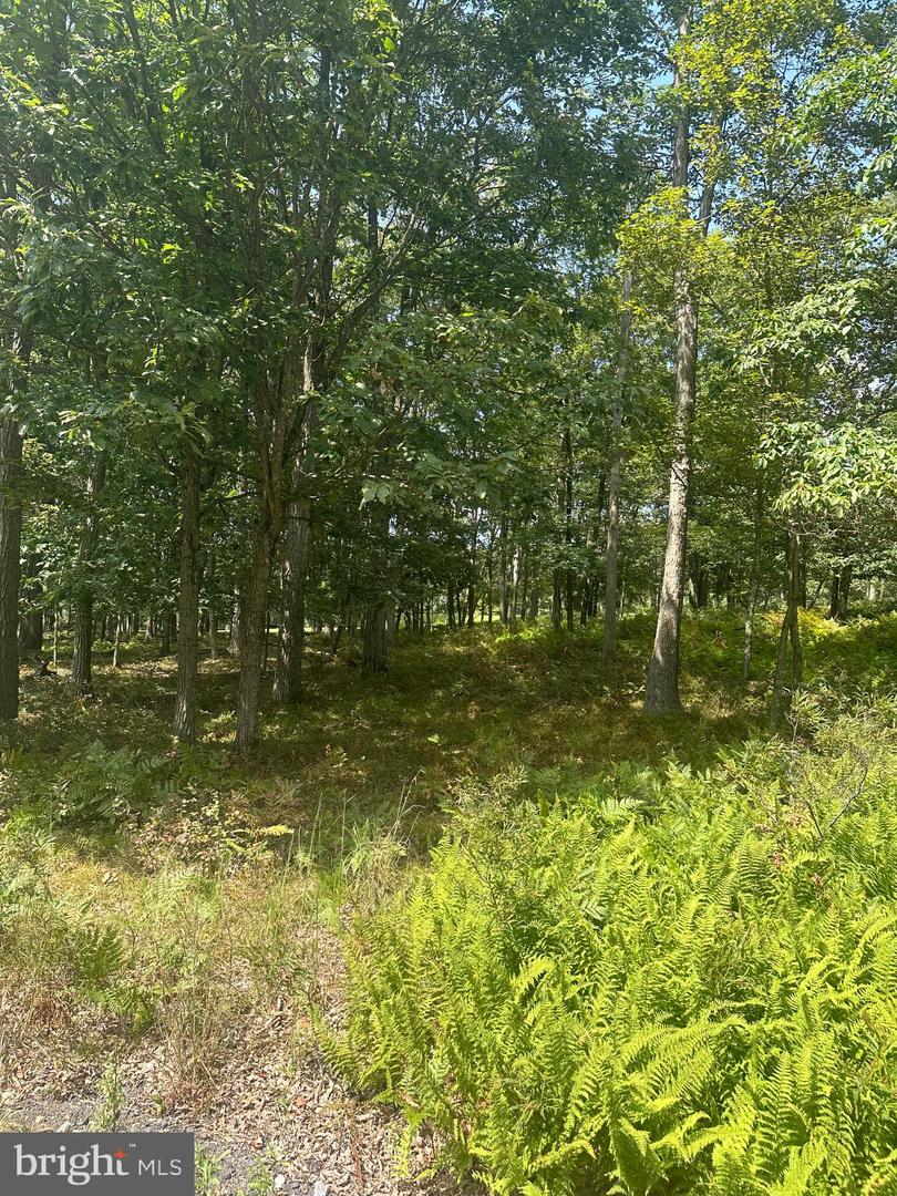 0 Crooked Stick Property Photo 6