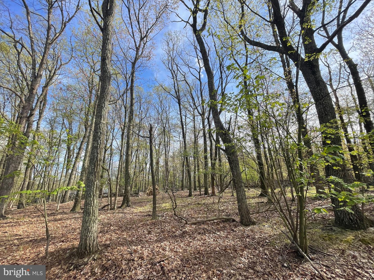 305 MOUNTAIN SNOW CIRCLE Property Photo 1