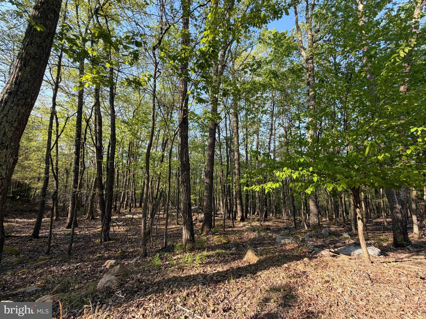 462 Spring Mountain Dr Property Photo 5