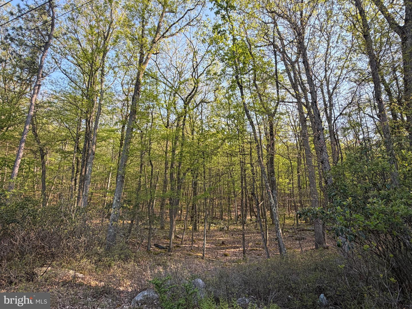462 Spring Mountain Dr Property Photo 6