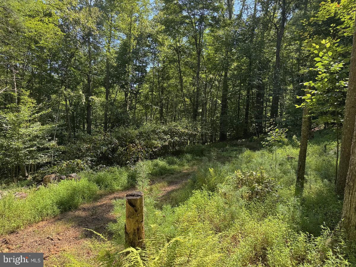0 Blue Ridge Ln Property Photo 18