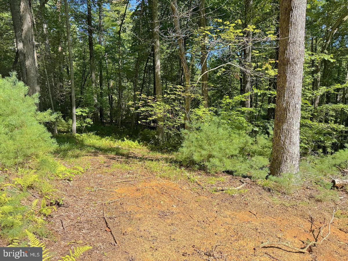 0 Blue Ridge Ln Property Photo 19