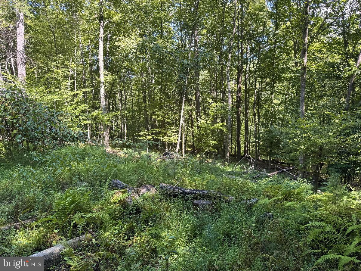 0 Blue Ridge Ln Property Photo 20