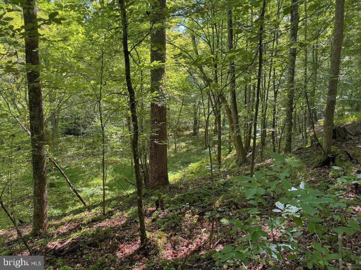 0 Blue Ridge Ln Property Photo 24