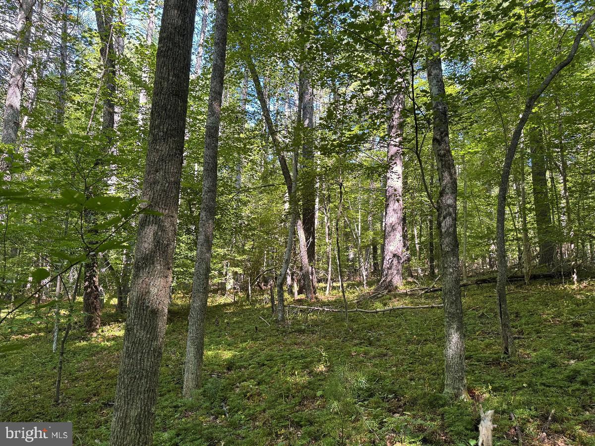 0 Blue Ridge Ln Property Photo 32
