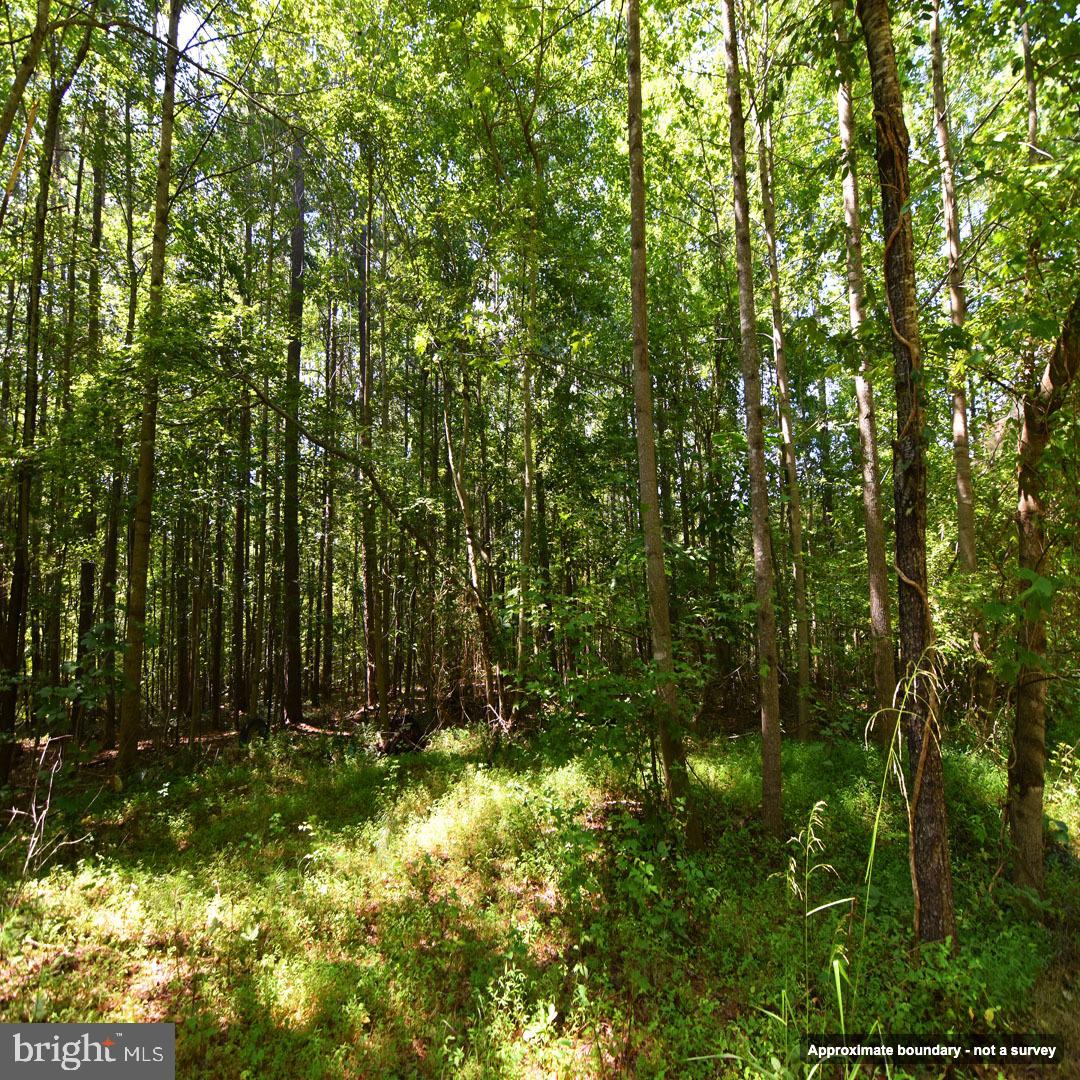Mount Olive Ln Property Photo 6
