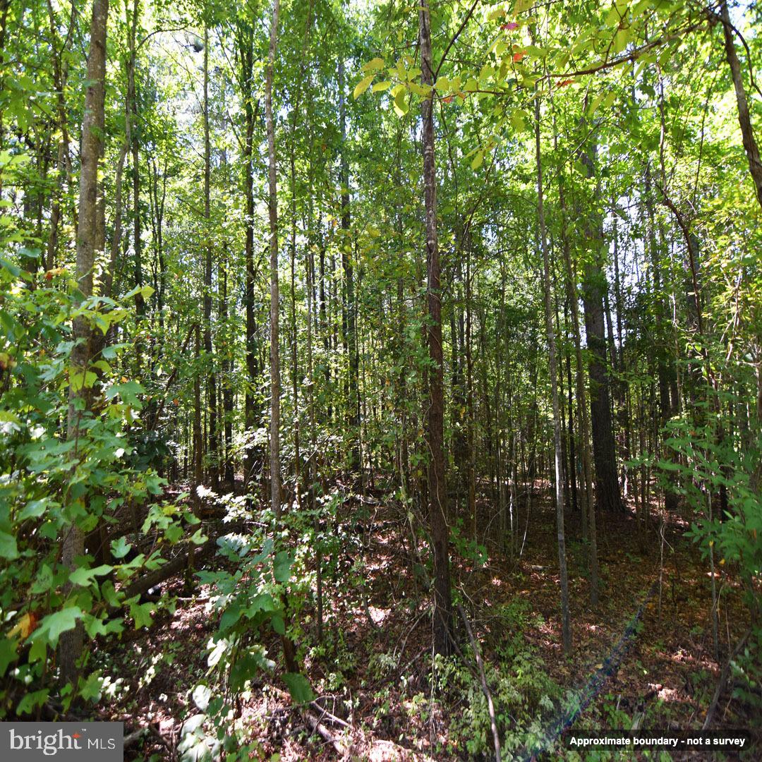 Mount Olive Ln Property Photo 7