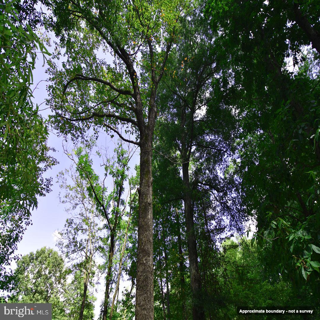 Mount Olive Ln Property Photo 13