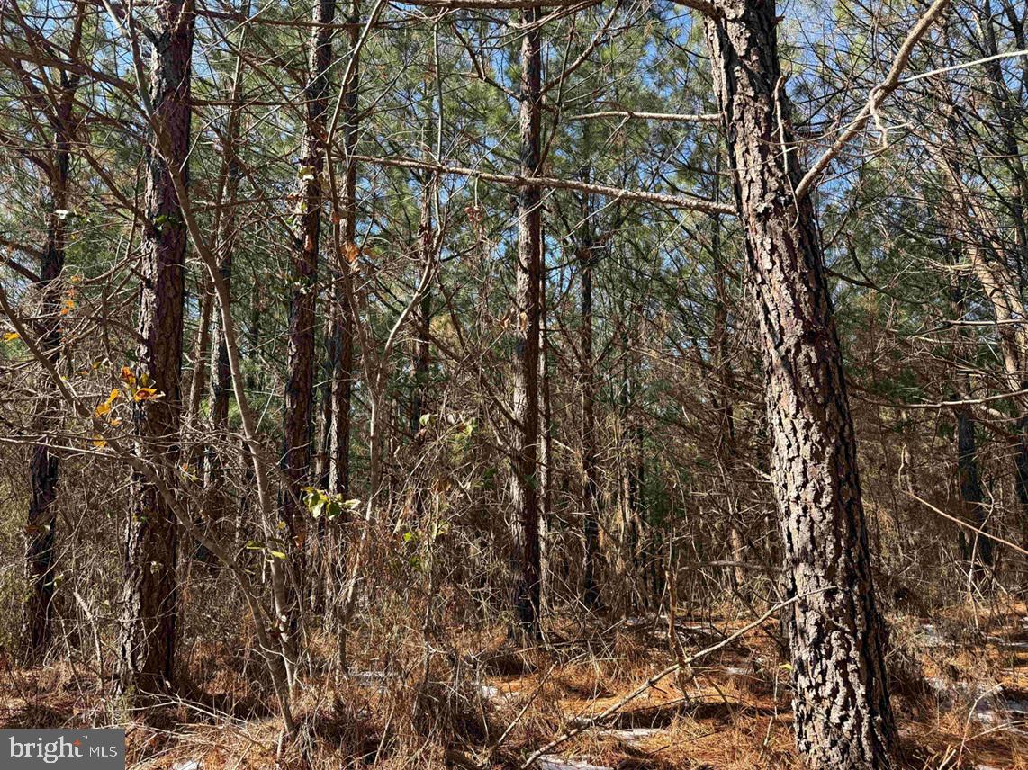 State Hwy. 15 (tract: Tonguequarter) Property Photo 8