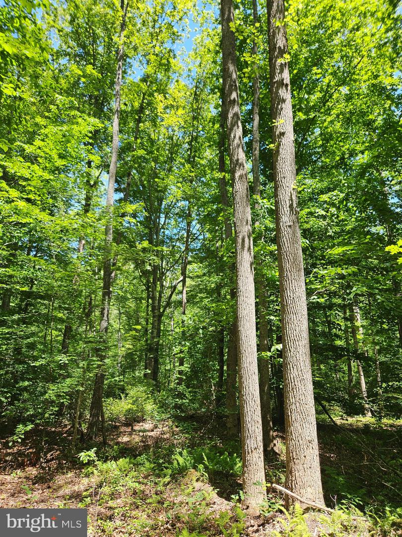 15 Ac Manteo Rd Property Photo 2