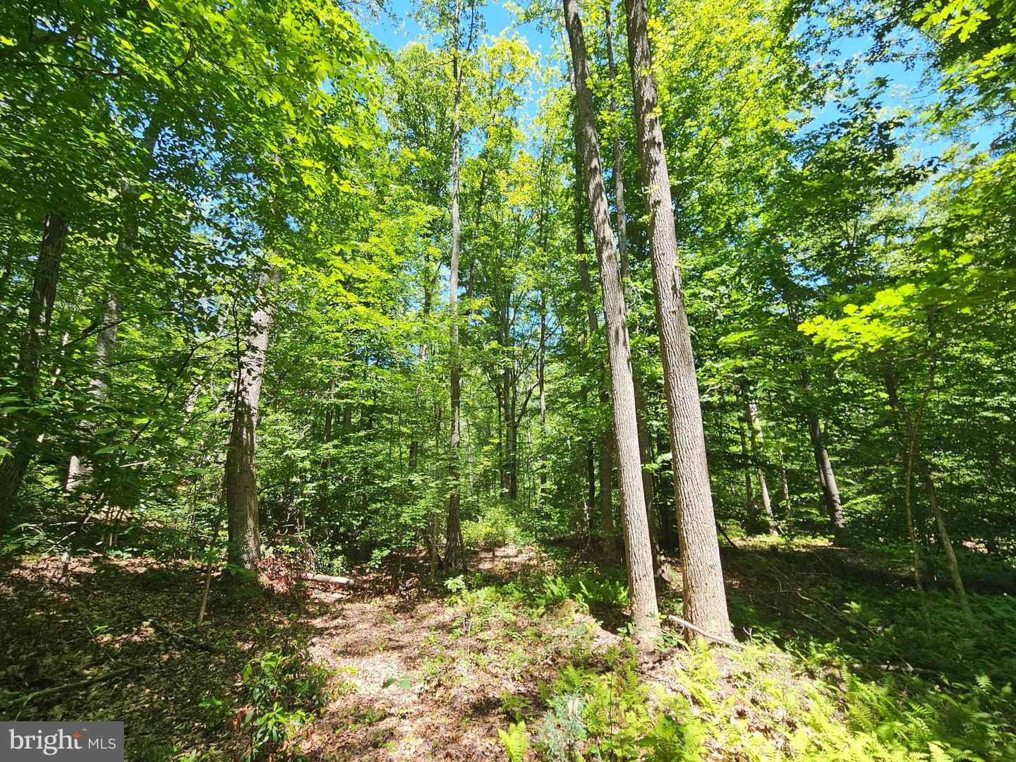15 Ac Manteo Rd Property Photo 3