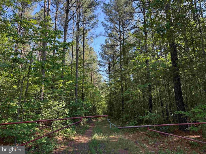 Brandy Creek Road (tract: The Family Tree) Property Photo 1