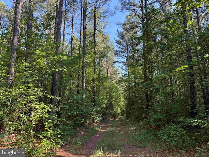 Brandy Creek Road (tract: The Family Tree) Property Photo 2