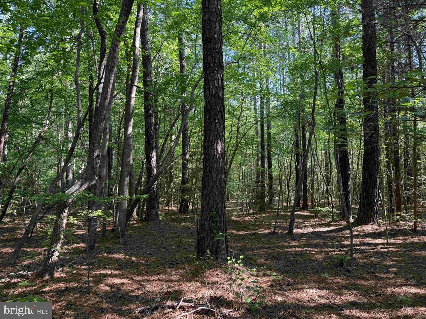 Brandy Creek Road (tract: The Family Tree) Property Photo 7