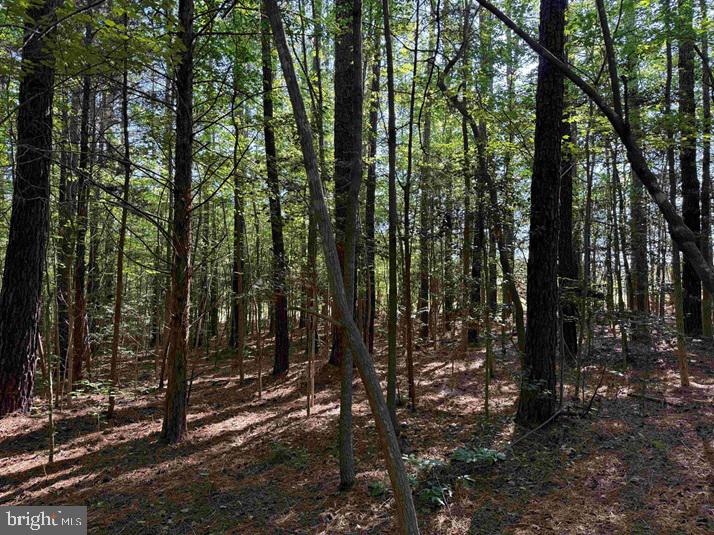 Brandy Creek Road (tract: The Family Tree) Property Photo 8