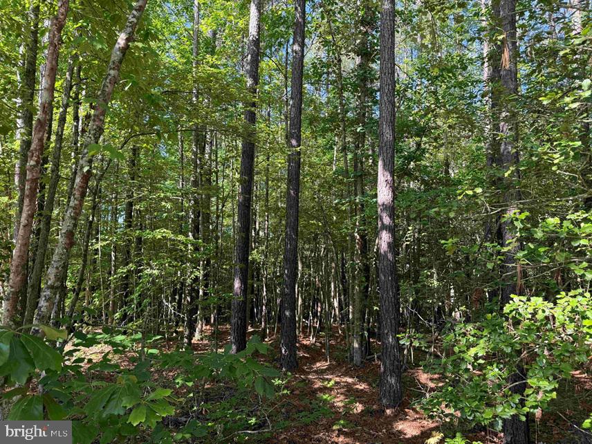 Brandy Creek Road (tract: The Family Tree) Property Photo 9