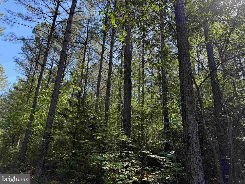 Brandy Creek Road (tract: The Family Tree) Property Photo 10