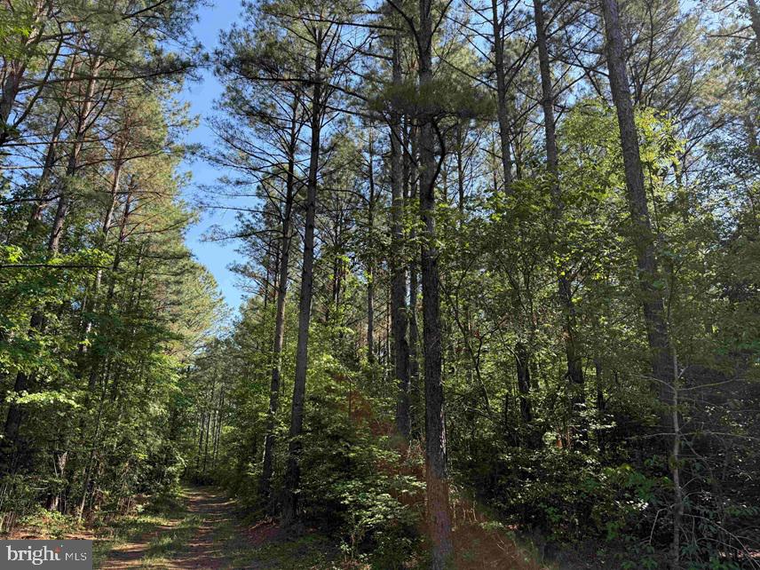 Brandy Creek Road (tract: The Family Tree) Property Photo 11