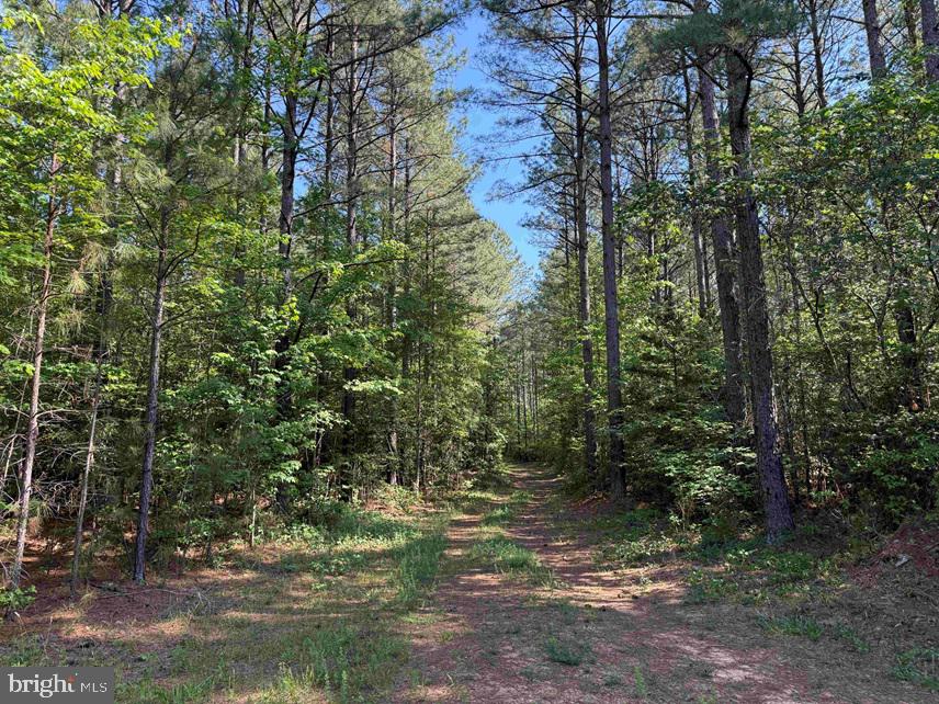 Brandy Creek Road (tract: The Family Tree) Property Photo 12