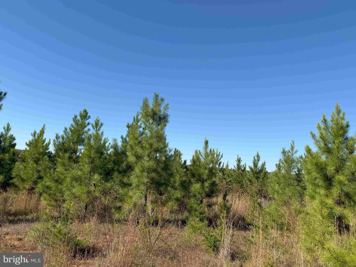 Woodford Road (rt. 650) (tract Rogers-2) Property Photo 2